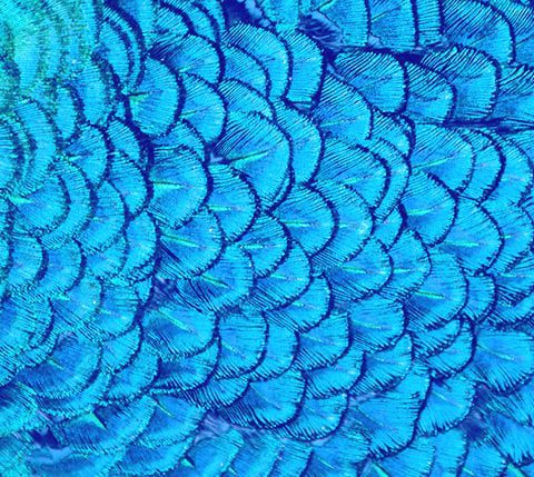 Blue feathers with a blue tint