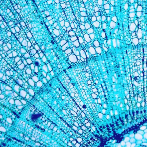 Micronature 1